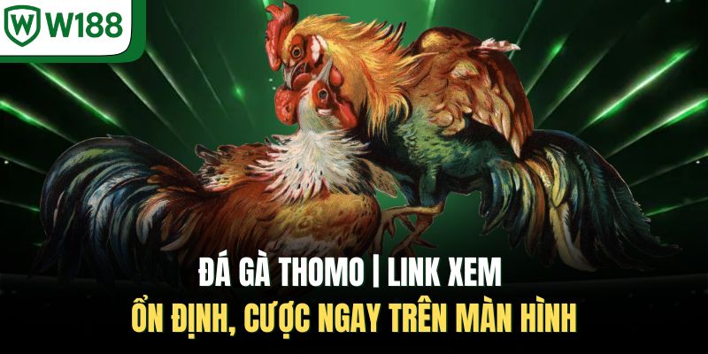 Đá Gà Thomo | Link Xem Ổn Định, Cược Ngay Trên Màn Hình